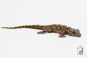 Ptyodactylus togoensis - Gecko à pieds en éventail du togo