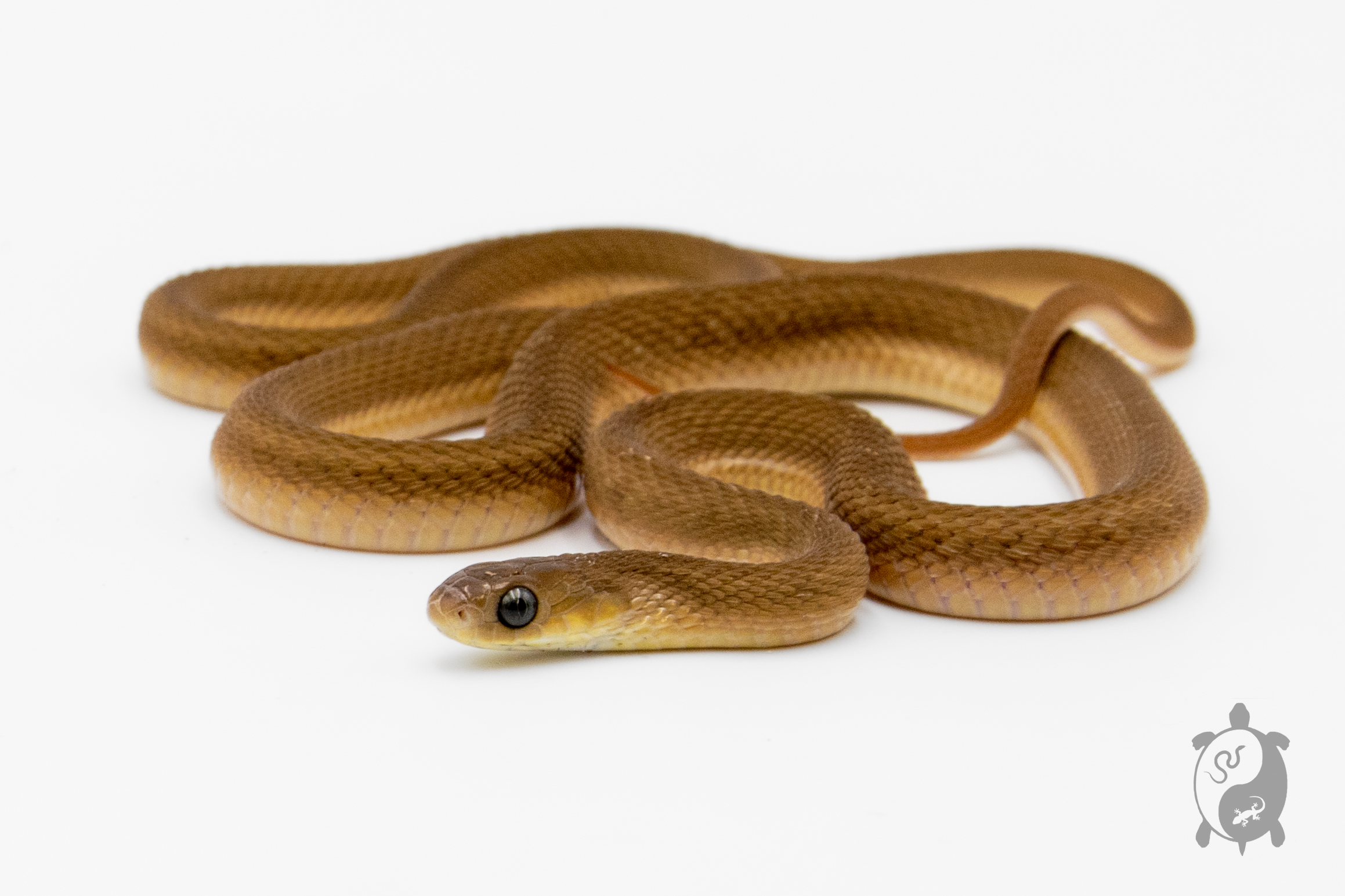 Dasypeltis gansi - Serpent gobeur d'œufs 