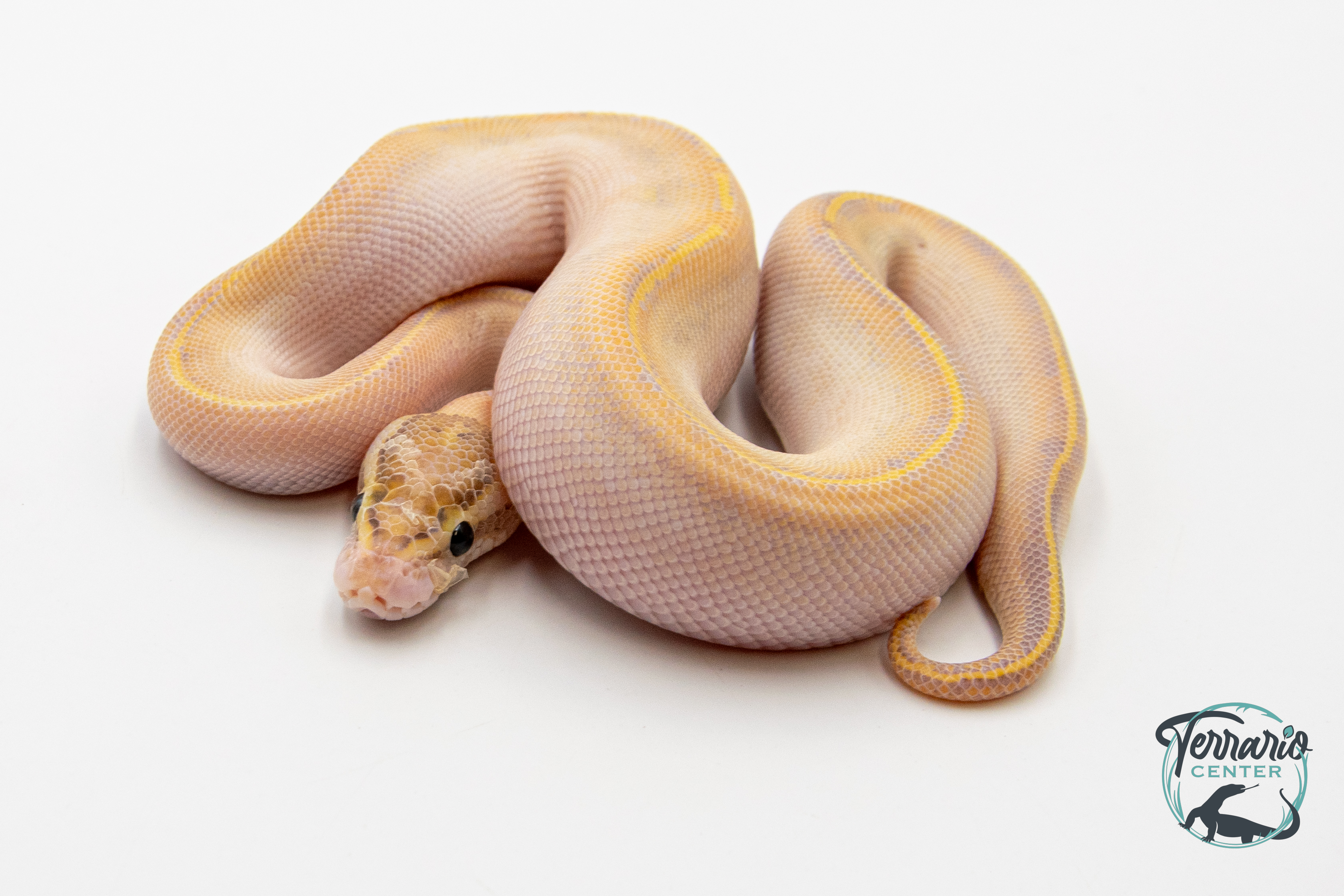 Python Royal - Python regius Ivory