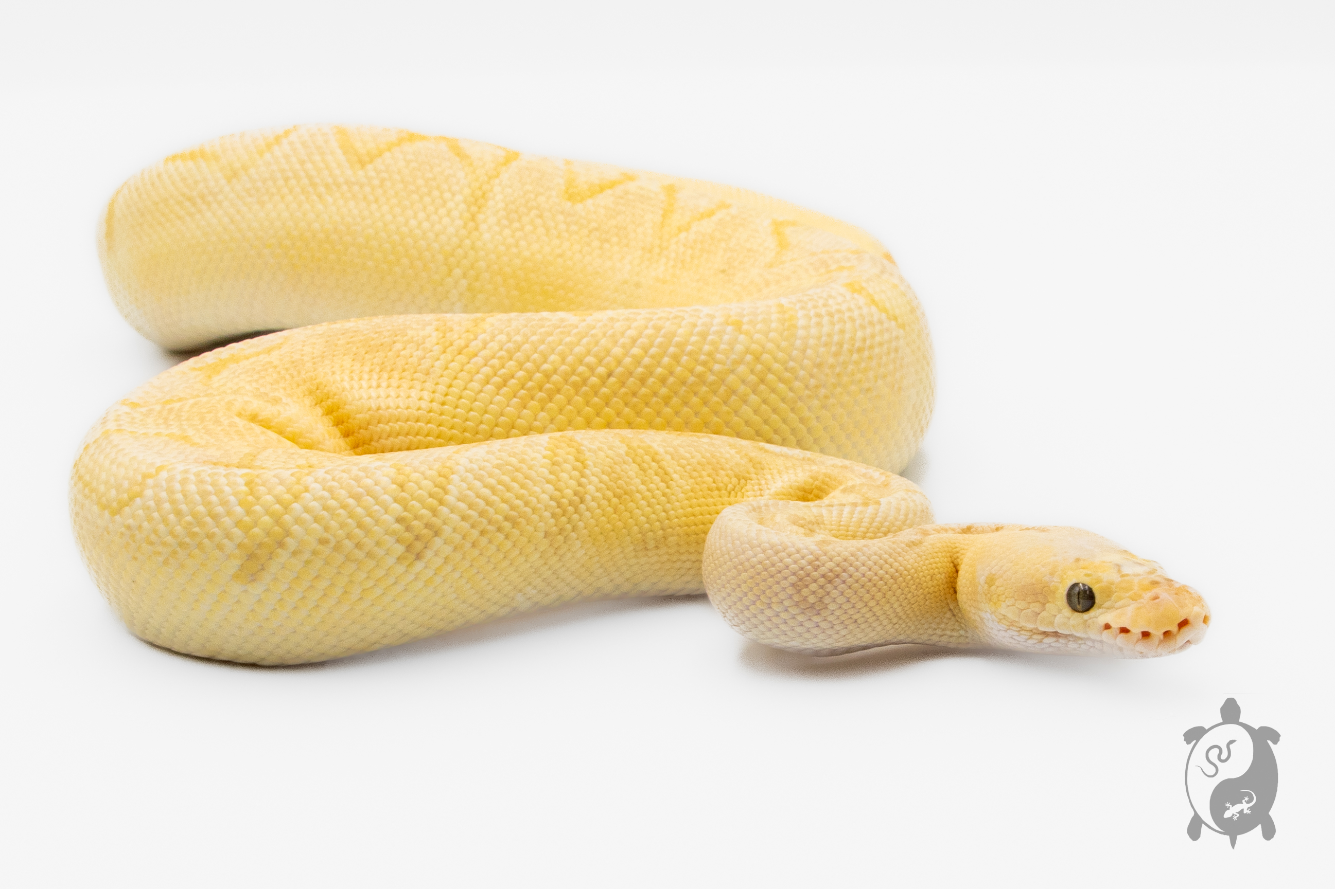 Python royal - Python regius Super Pastel Banana Enchi Clown - Adulte