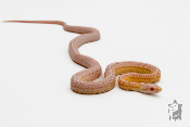 Serpent des blés - Pantherophis guttatus Tessera snow ligné