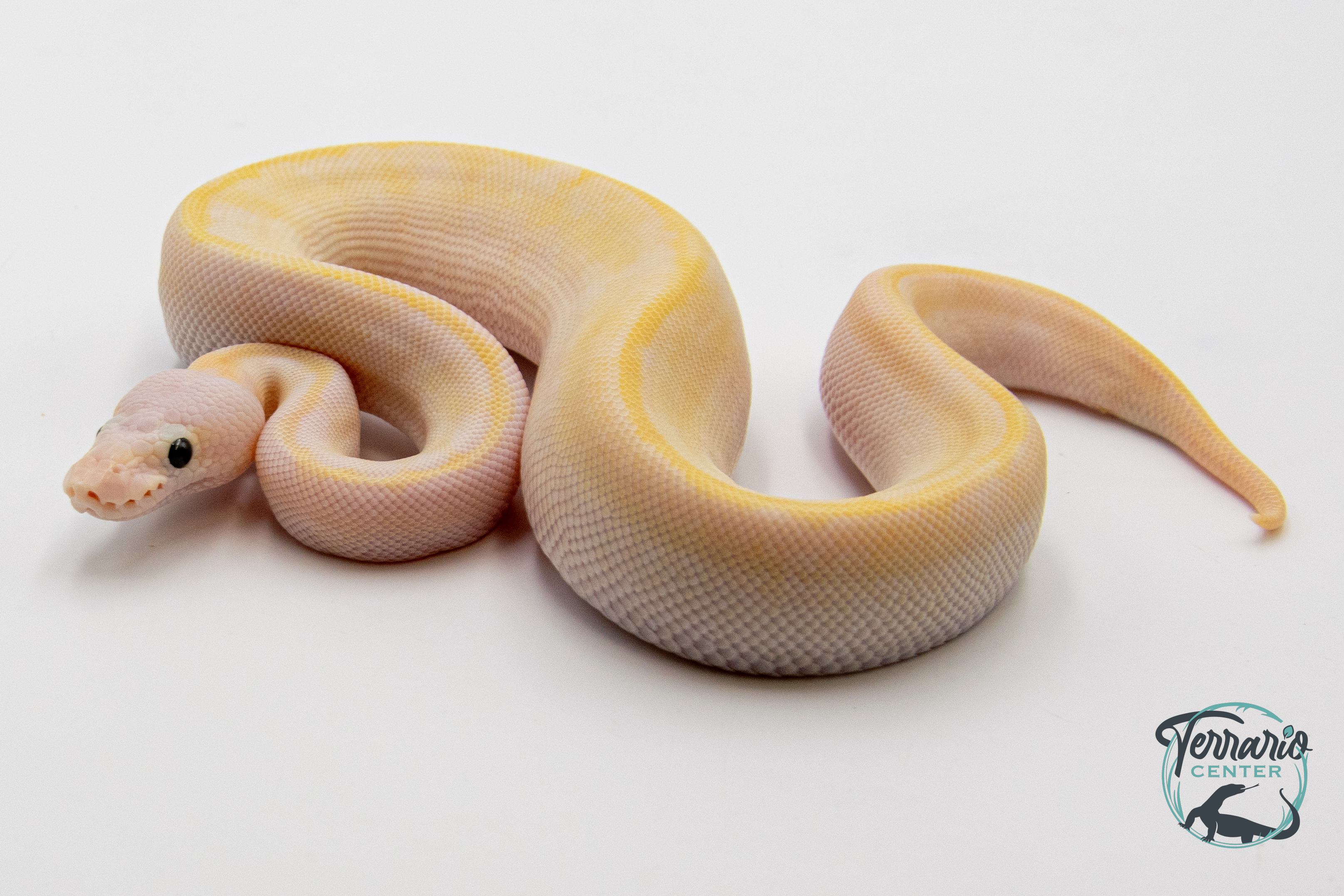 Python Royal - Python regius Ivory Lemon Blast
