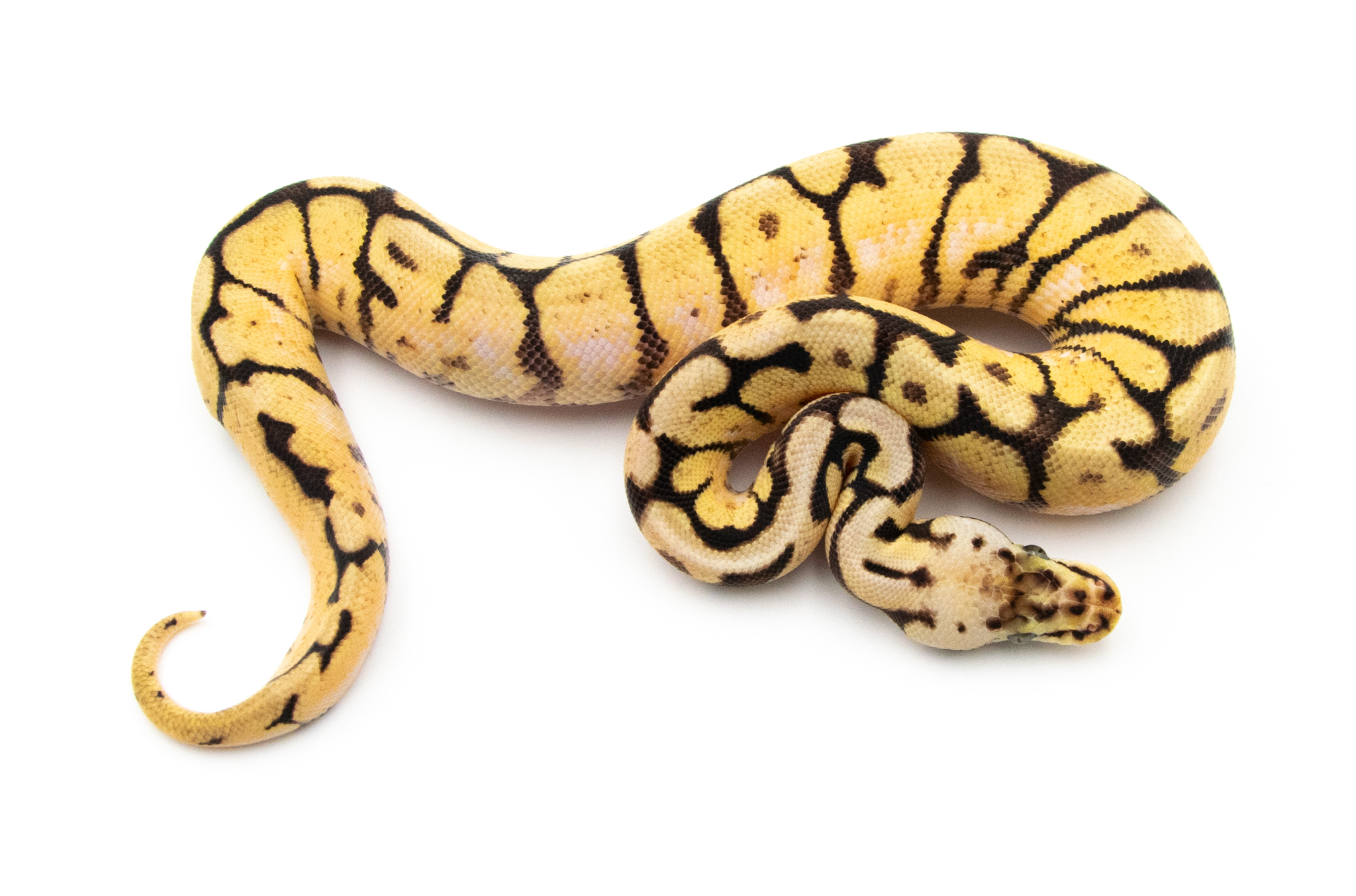 Python royal - Python regius Bumble Belly