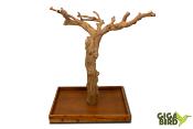🌿 Arbre en bois de Java sur socle - 100/120cm