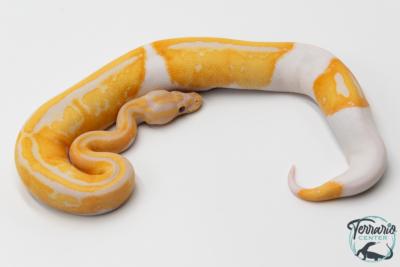 Python royal - Python regius Piebald lavender Albino - Dreamsicle