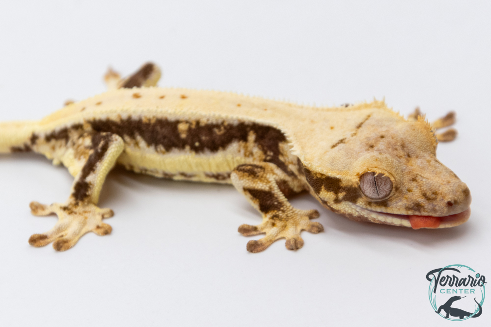 Correlophus ciliatus Lily White - Gecko à crête - NC 2025 -  34