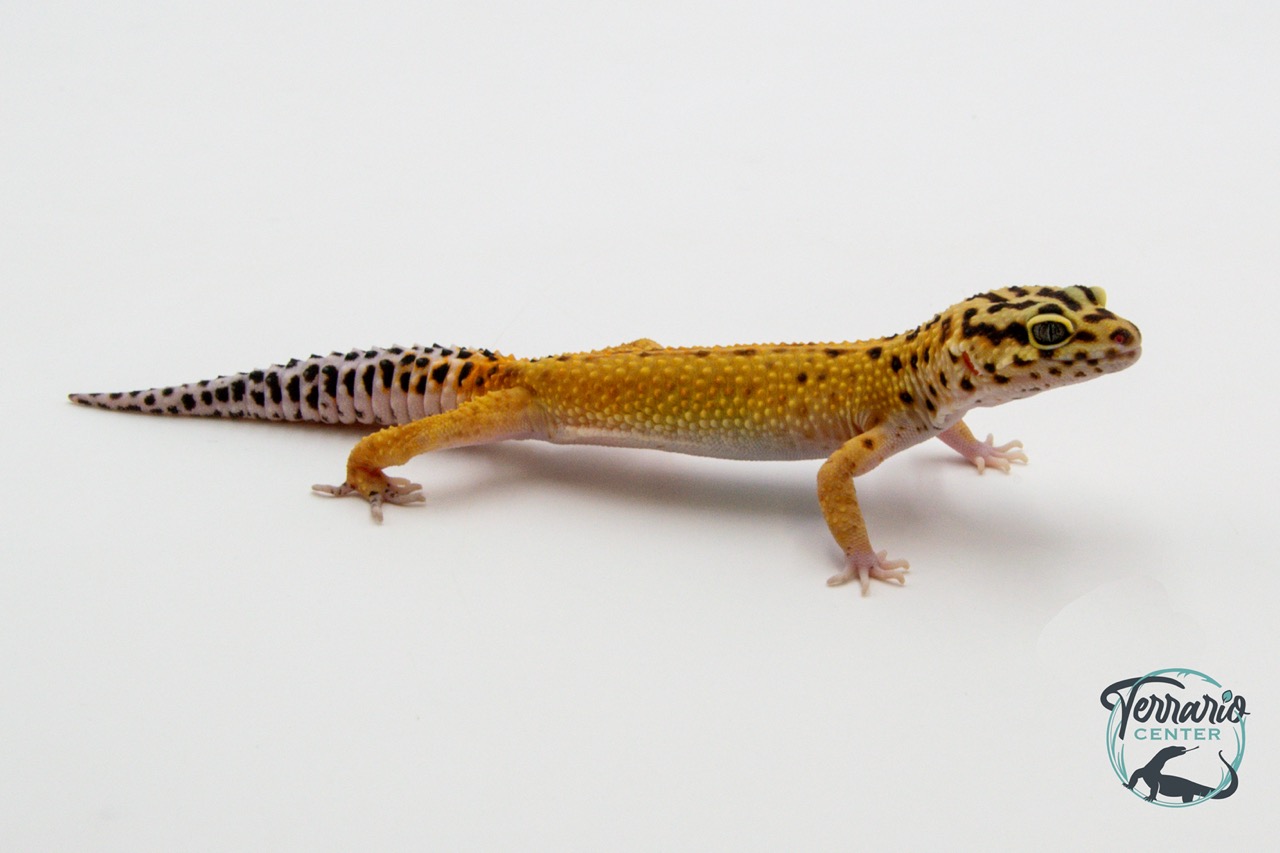 EM36 - Gecko Léopard - Eublepharis Macularius Tangerine - Mâle