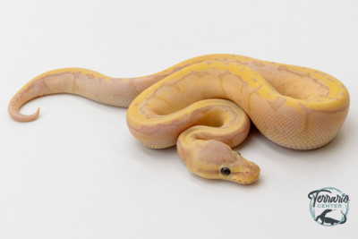 Python royal - Python regius Banana Lemon Blast Phantom