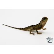 Acanthosaura lepidogaster - Dragon cornu des montagnes brun - Juvéniles NC
