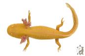 Ambystoma mexicanum (Axolotl) - Forme Gold Albinos