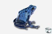 Dendrobates Azureus - Dendrobate Bleu