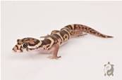 Coleonyx mitratus NC - Gecko à bandes d'Amérique Centrale