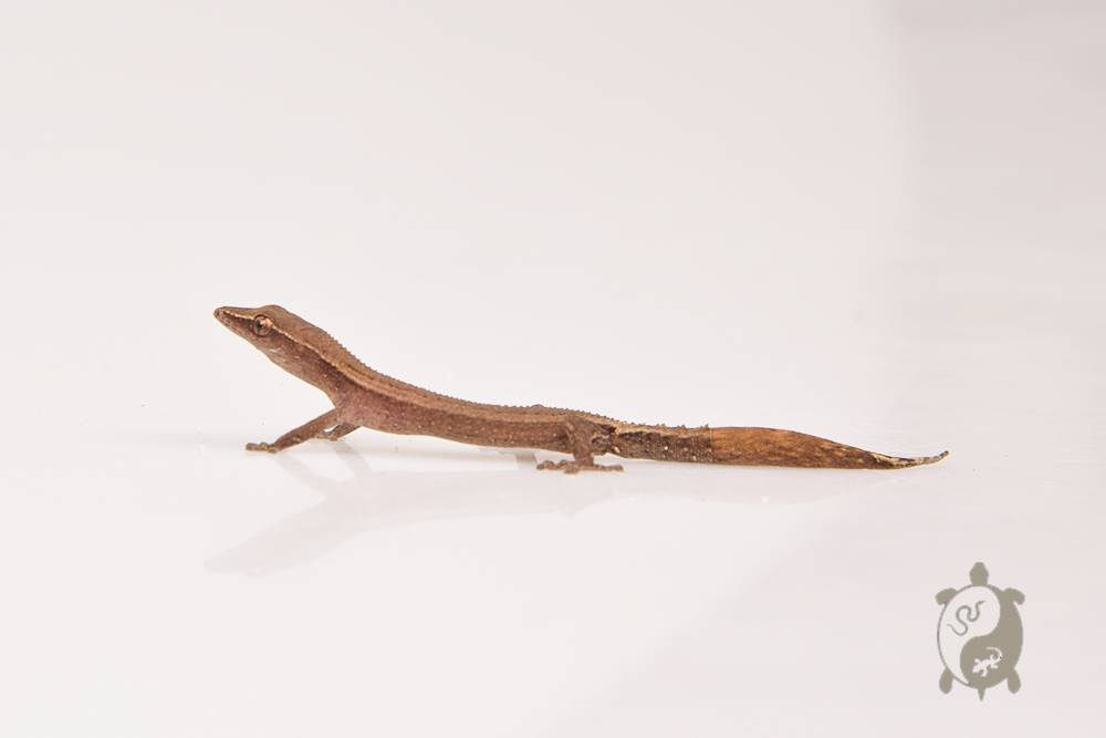 Ebenavia inunguis - Gecko sans griffes de Madagascar