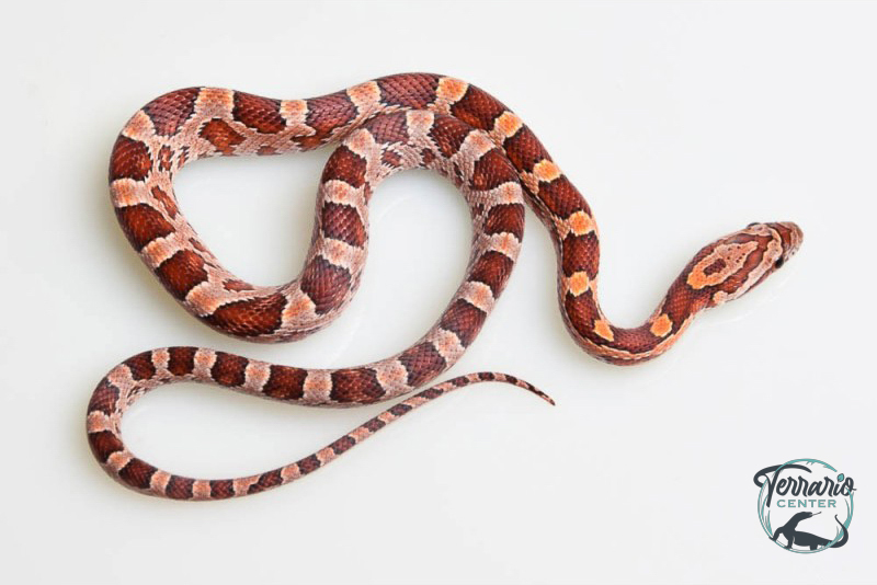 Serpent des blés - Pantherophis guttatus classique