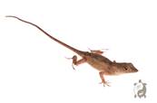 Anole brun - Anolis sagrei