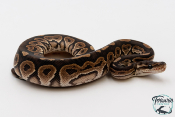 Python royal - Python regius Cinnamon