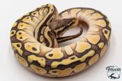 Python royal - Python regius Butter Pastel Yellow Belly