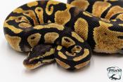 Python royal - Python regius Pastel