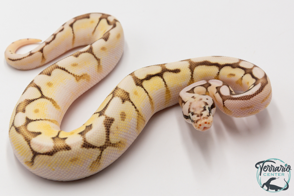 Python royal - Python regius Queen Bee