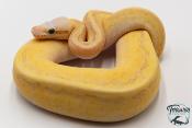 Python royal - Python Regius Vanilla Scream Lesser Pinstripe