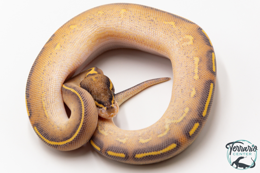 Python royal - Python regius Highway