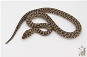 Antaresia maculosa - Python tacheté