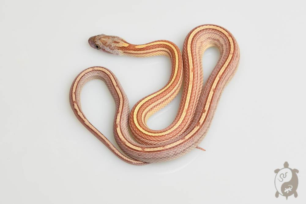 Serpent des blés - Pantherophis guttatus tessera caramel ligné