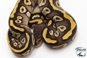 Python royal - Python regius Phantom