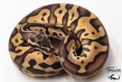 Python royal - Python regius Leopard Pastel
