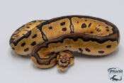 Python royal - Python regius Clown