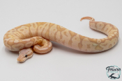 Python royal - Python regius Banana Pastel Vanilla