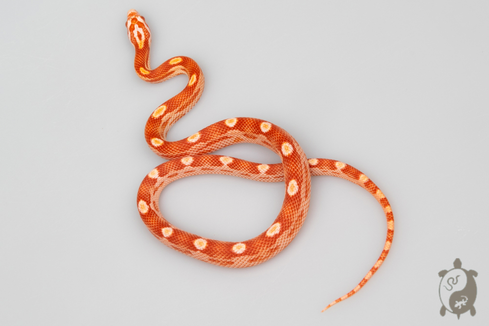 Serpent des blés - Pantherophis guttatus Amela Motley