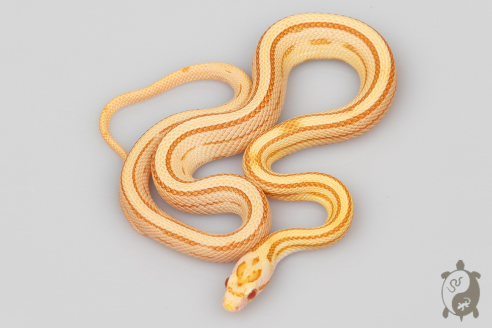 Serpent des blés - Pantherophis guttatus Butter Ligné