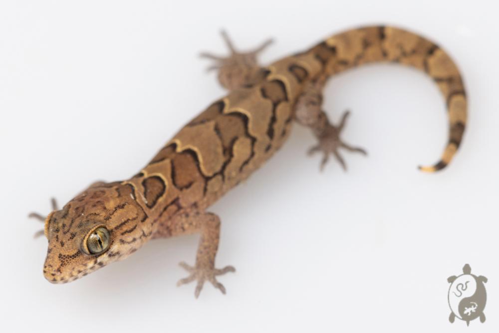 Geckoella nebulosus - Gecko indien assombri 08