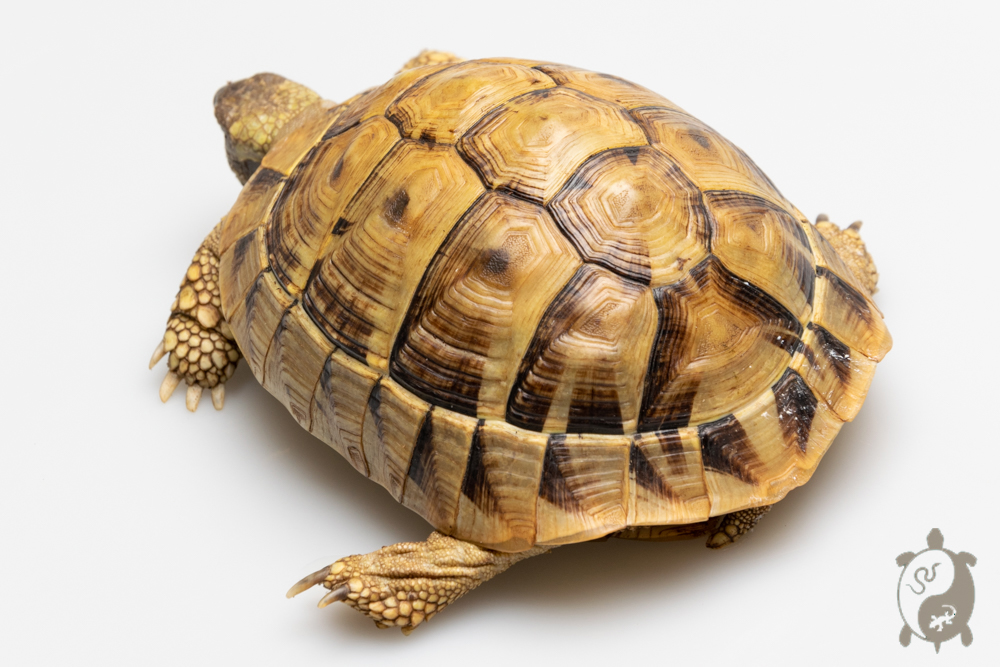 Tortue d'Hermann Testudo hermanni boettgeri High Yellow Femelle 2017 12,5cm 400g Tortue d'Hermann Testudo hermanni boettgeri High Yellow Femelle 2017 12,5cm 400g