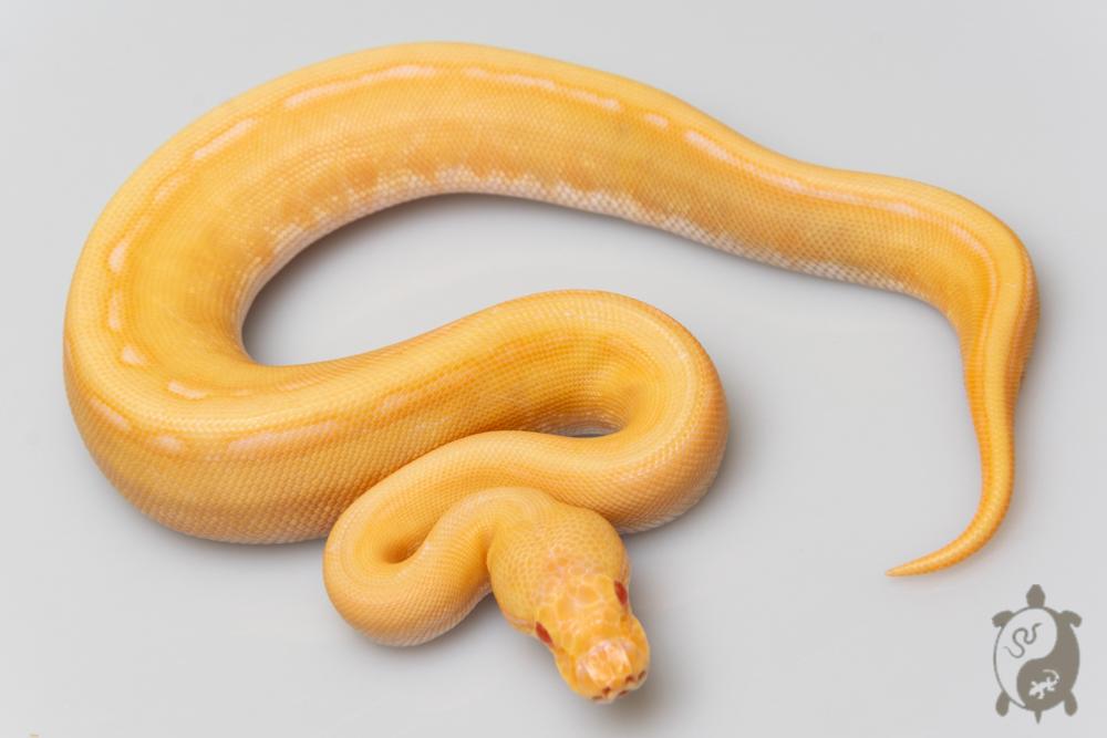Python royal - Python regius Albinos Genetic Stripe
