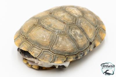 Pelomedusa subrufa – Péloméduse roussâtre - 04