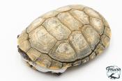 Pelomedusa subrufa – Péloméduse roussâtre - 05
