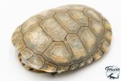Pelomedusa subrufa – Péloméduse roussâtre - 06