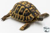 Tortue d'Hermann - Testudo hermanni boettgeri 12-15 cm - Mâle