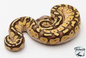 Python royal - Python regius Butter Pastel