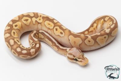 Python royal - Python regius Banana Butter Pastel