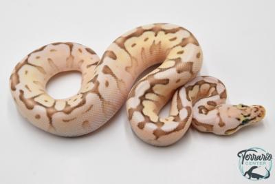 Python royal - Python regius Queen Bee