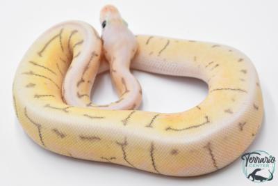 Python royal - Python regius Killer Spinner