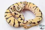 Python royal - Python regius Bumblebee Yellow Belly