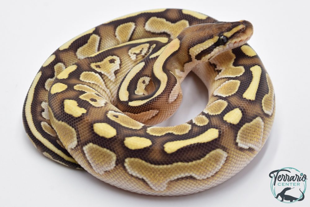 Python royal - Python regius Lesser het Clown