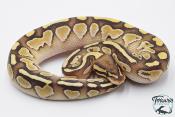 Python royal - Python regius Lesser het Clown