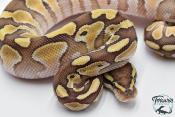 Python royal - Python regius Butter