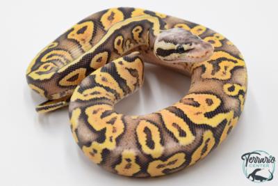 Python royal - Python regius Super Pastel Yellow Belly