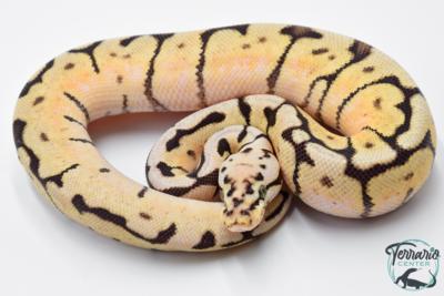 Python royal - Python regius Bumblebee